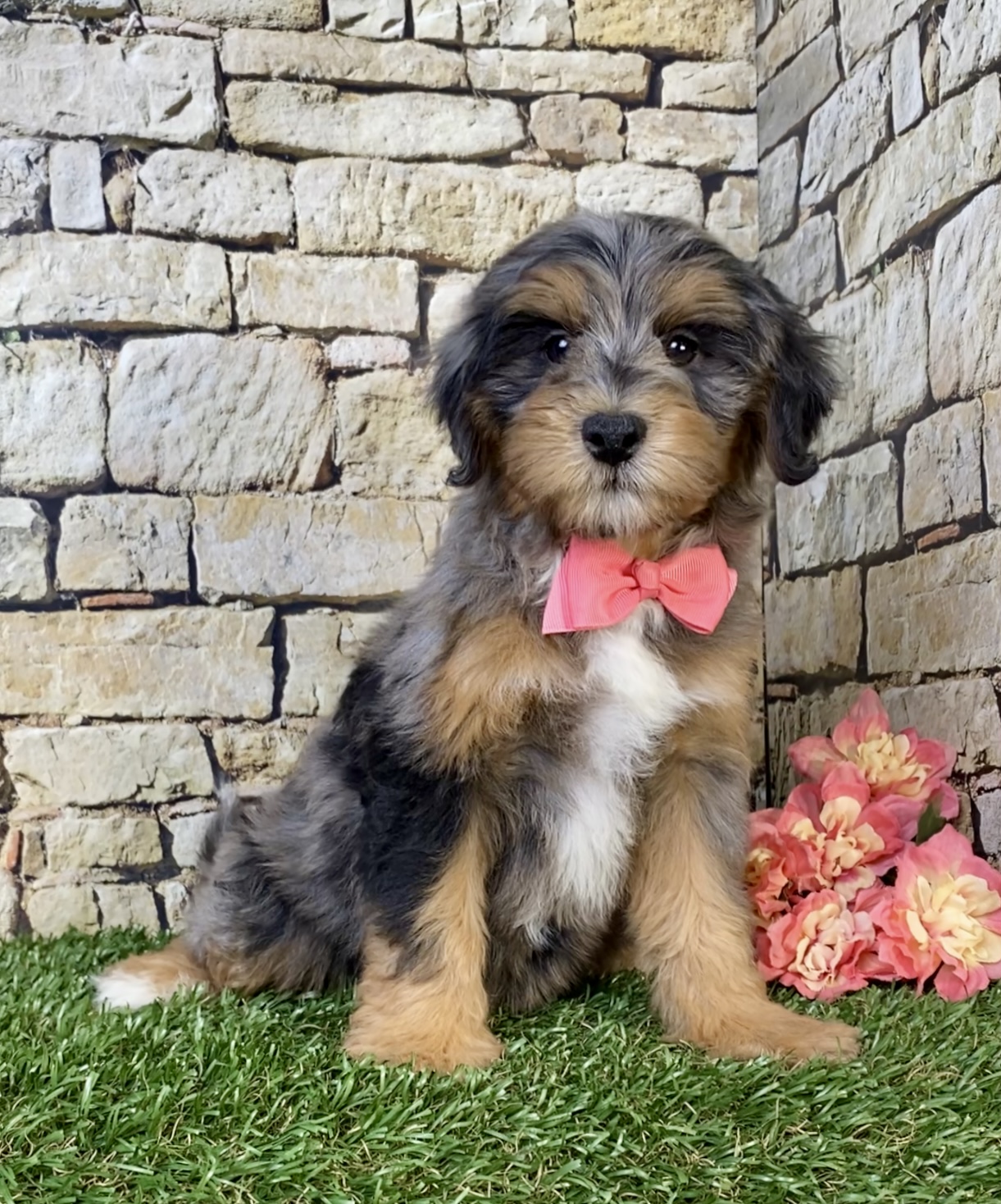 Photo of Ms. Wendy the F1B Mini-Bernedoodle puppy