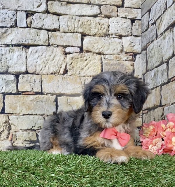 Photo of Ms. Wendy the F1B Mini-Bernedoodle puppy