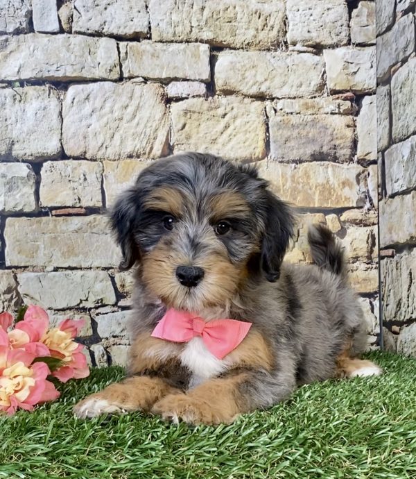 Photo of Ms. Wendy the F1B Mini-Bernedoodle puppy