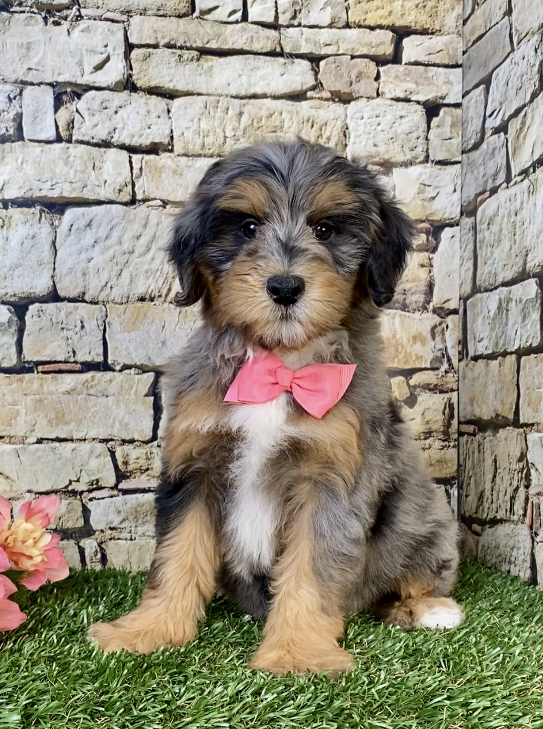 Photo of Ms. Wendy the F1B Mini-Bernedoodle puppy