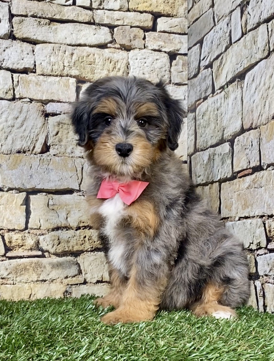 Photo of Ms. Wendy the F1B Mini-Bernedoodle puppy