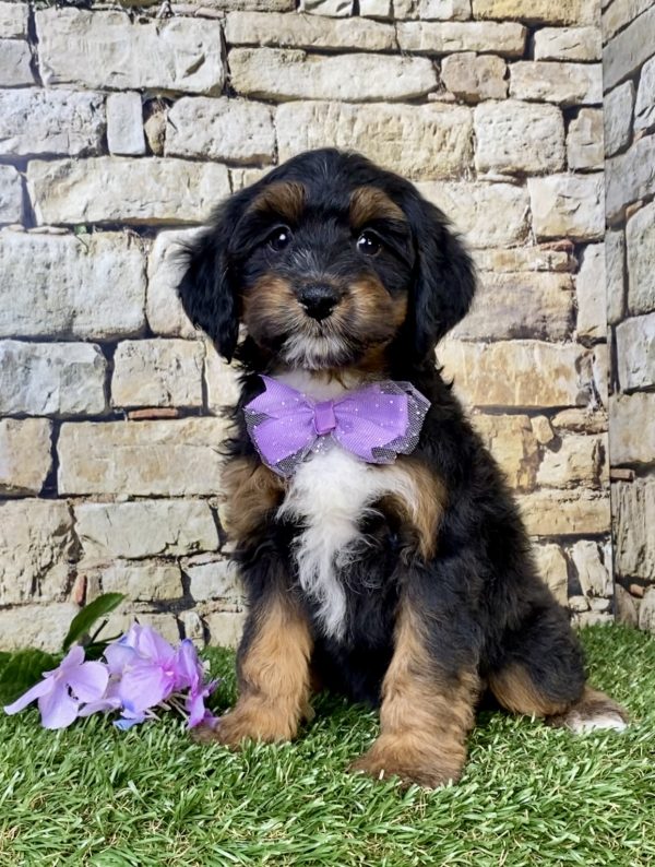 Ms. Wren the F1B Mini-Bernedoodle puppy