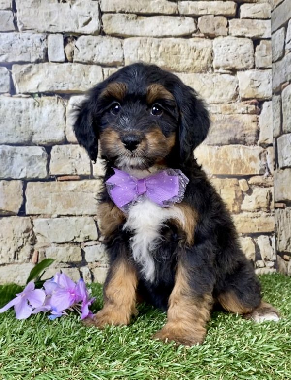 Photo of Ms. Wren the F1B Mini-Bernedoodle puppy