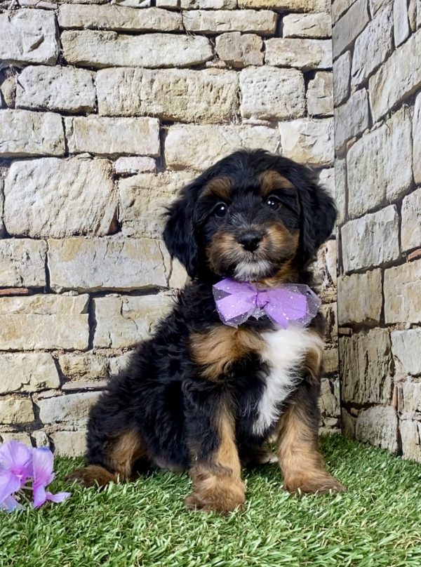 Photo of Ms. Wren the F1B Mini-Bernedoodle puppy