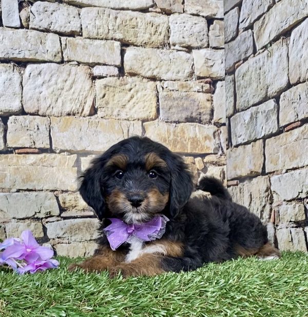 Photo of Ms. Wren the F1B Mini-Bernedoodle puppy