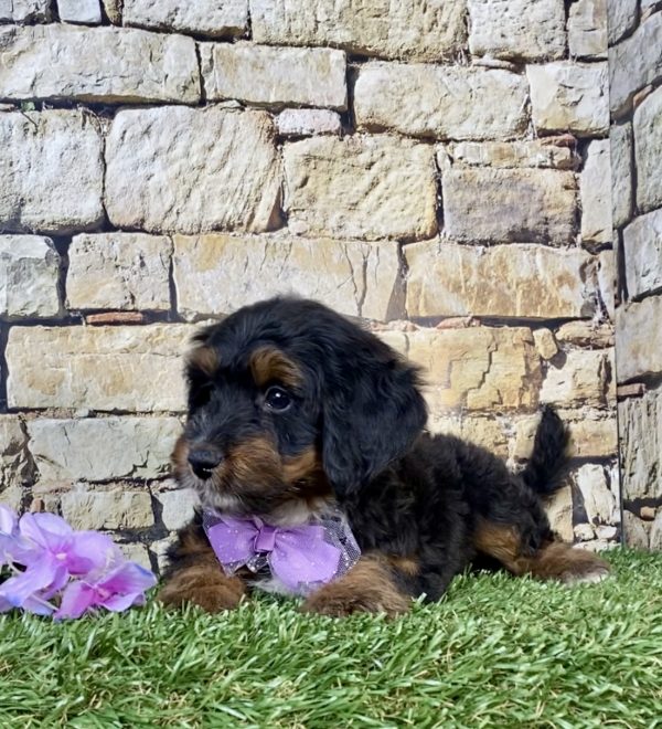 Photo of Ms. Wren the F1B Mini-Bernedoodle puppy