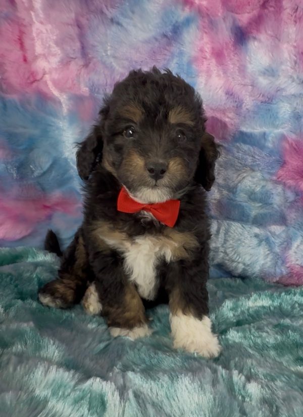 Mr. Elton the Micro Mini-Bernedoodle puppy