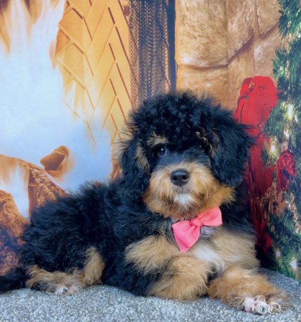 Ms. Holly the  Mini-Bernedoodle - Image 2