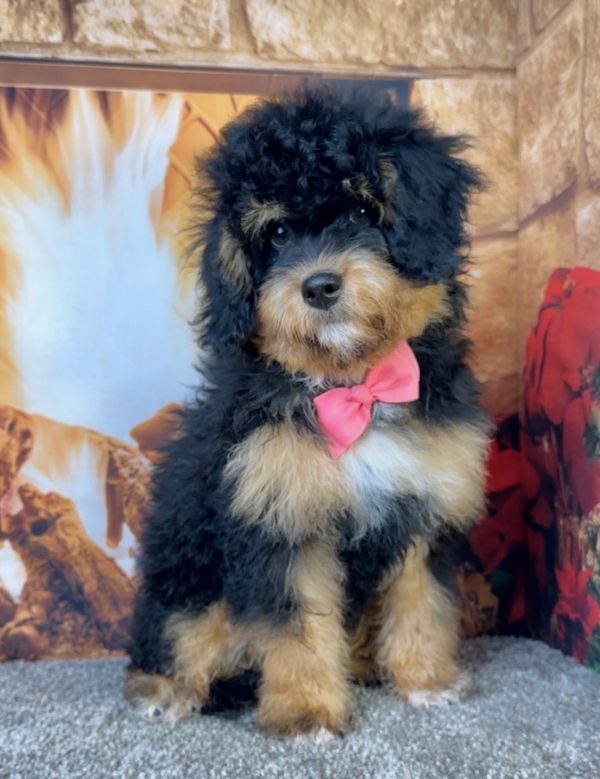 Ms. Holly the  Mini-Bernedoodle - Image 3