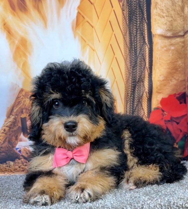 Ms. Holly the  Mini-Bernedoodle - Image 4