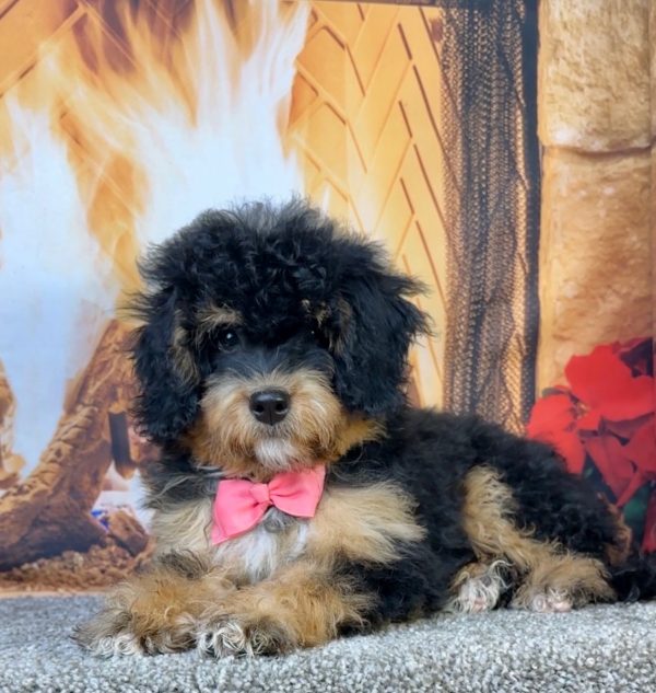 Ms. Holly the  Mini-Bernedoodle - Image 5