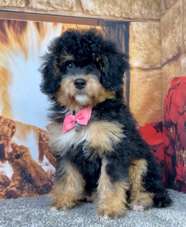 Ms. Holly the  Mini-Bernedoodle puppy