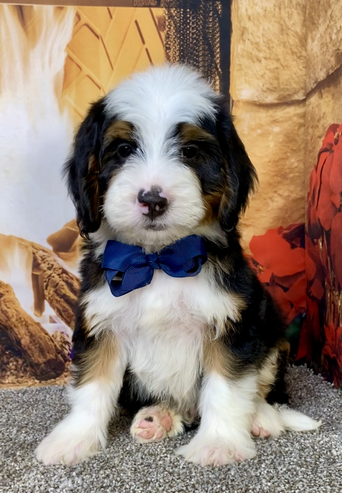 Photo of Mr. Banjo the Mini-Bernedoodle puppy