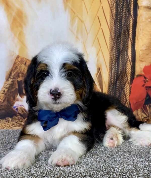 Photo of Mr. Banjo the Mini-Bernedoodle puppy