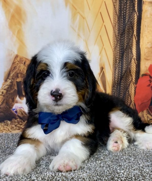 Photo of Mr. Banjo the Mini-Bernedoodle puppy