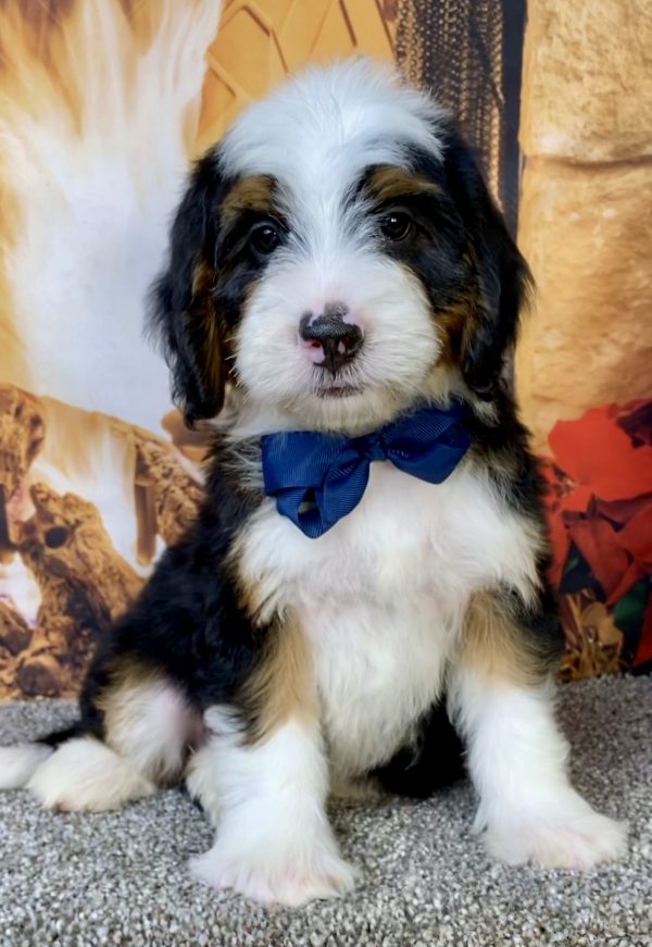 Photo of Mr. Banjo the Mini-Bernedoodle puppy