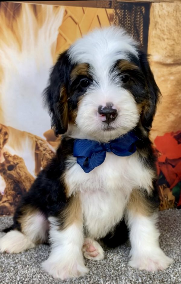 Photo of Mr. Banjo the Mini-Bernedoodle puppy