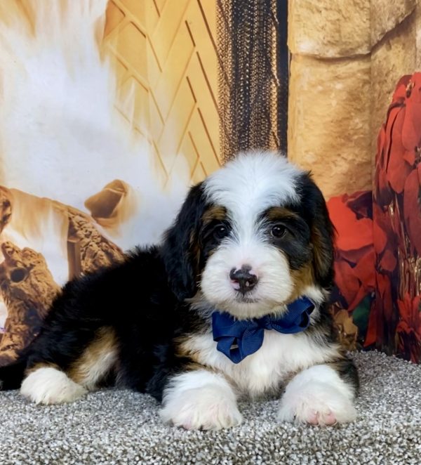 Photo of Mr. Banjo the Mini-Bernedoodle puppy