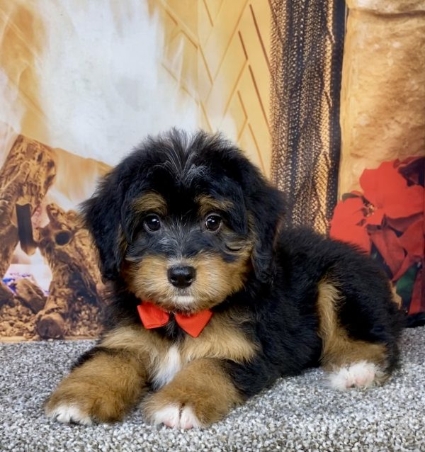 Photo of Mr. Bear the Mini-Bernedoodle puppy