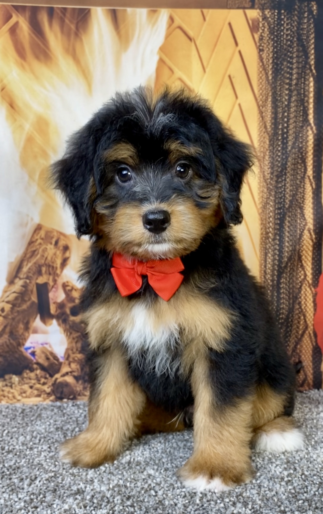Photo of Mr. Bear the Mini-Bernedoodle puppy