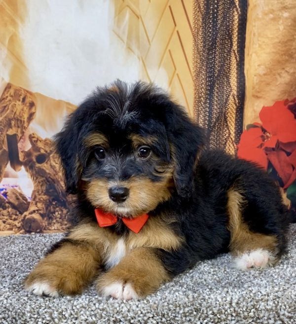 Photo of Mr. Bear the Mini-Bernedoodle puppy