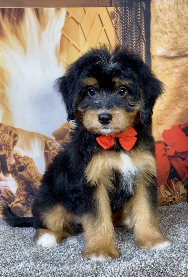 Photo of Mr. Bear the Mini-Bernedoodle puppy