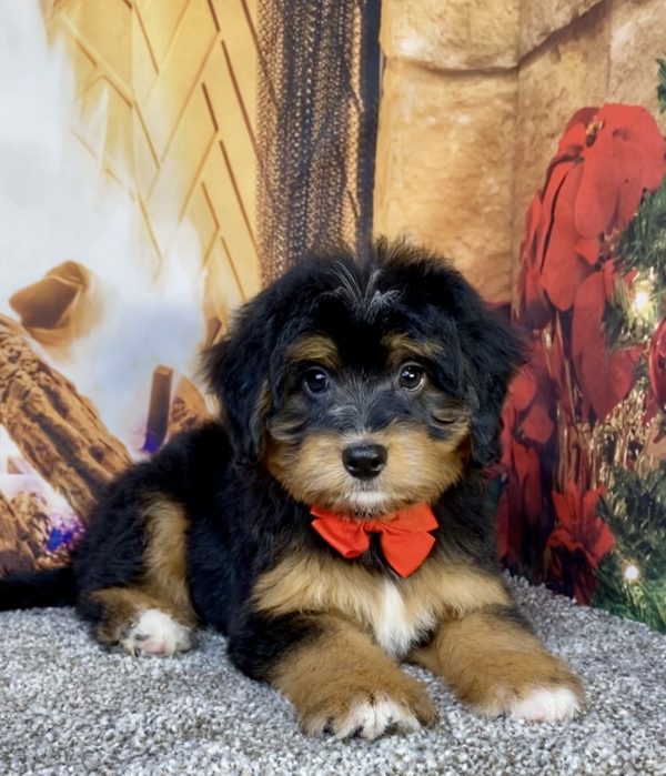 Photo of Mr. Bear the Mini-Bernedoodle puppy