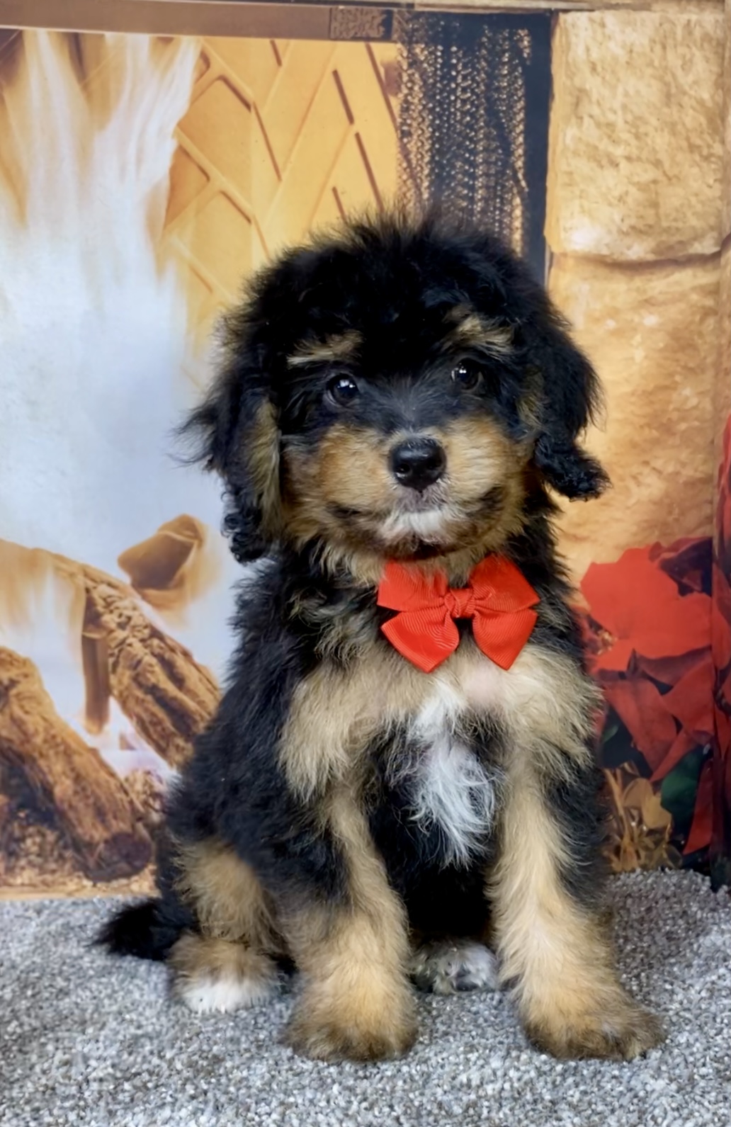 Photo of Mr. Blake the Mini-Bernedoodle puppy