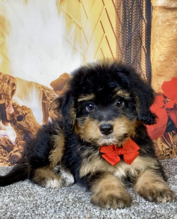 Photo of Mr. Blake the Mini-Bernedoodle puppy
