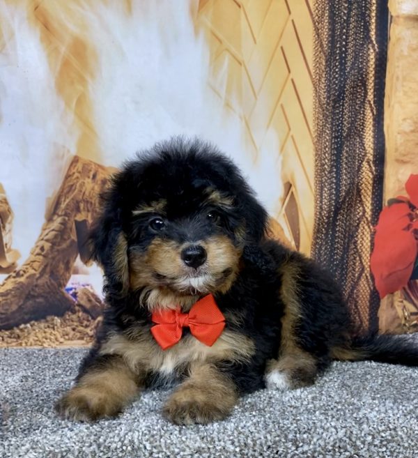 Photo of Mr. Blake the Mini-Bernedoodle puppy