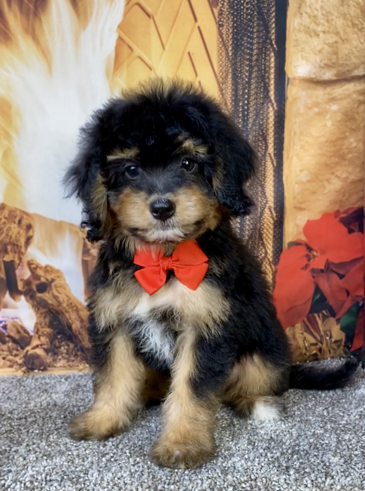 Photo of Mr. Blake the Mini-Bernedoodle puppy