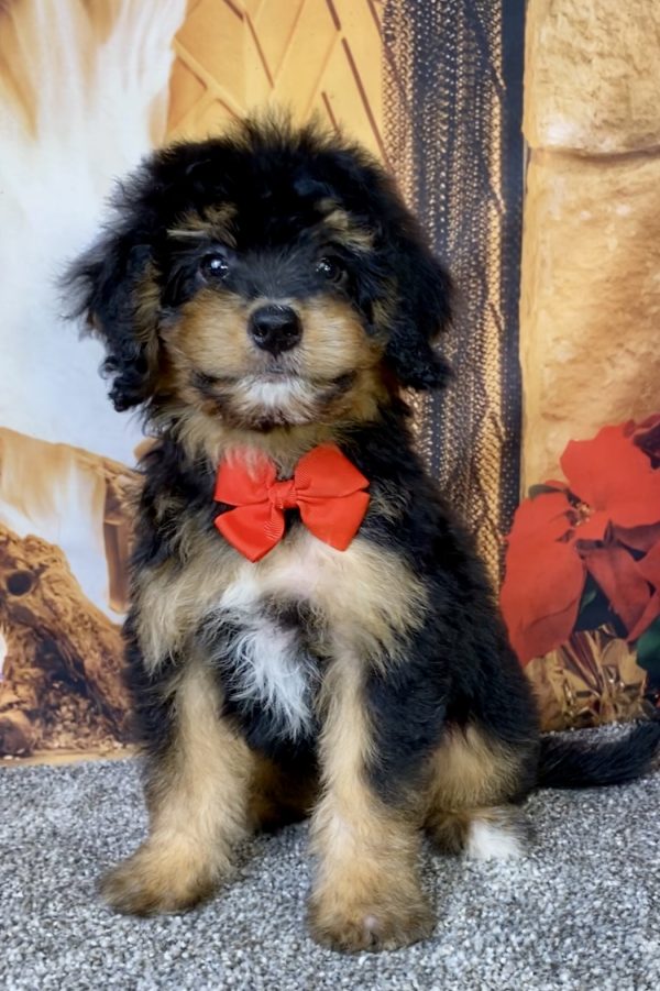 Photo of Mr. Blake the Mini-Bernedoodle puppy