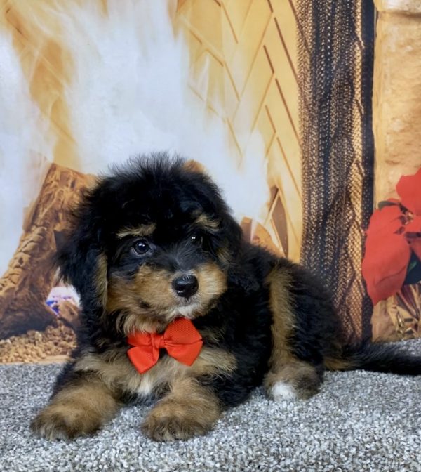 Photo of Mr. Blake the Mini-Bernedoodle puppy