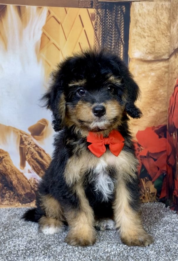 Photo of Mr. Blake the Mini-Bernedoodle puppy