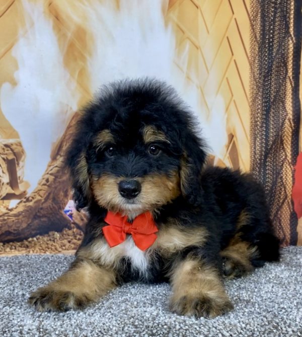 Photo of Mr. Brady the Mini-Bernedoodle puppy