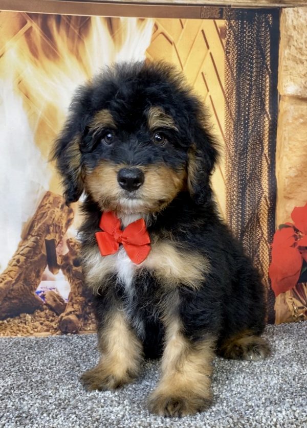 Photo of Mr. Brady the Mini-Bernedoodle puppy