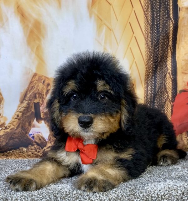 Photo of Mr. Brady the Mini-Bernedoodle puppy