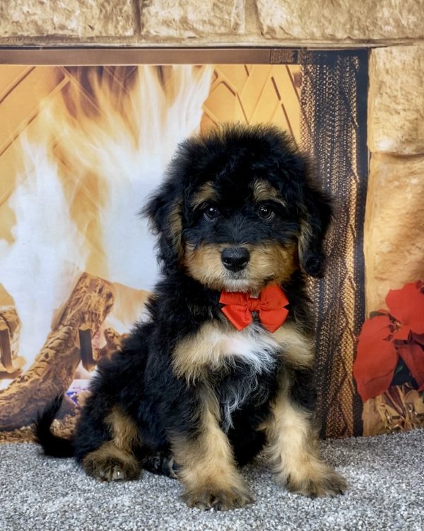Mr. Brady the  Mini-Bernedoodle puppy