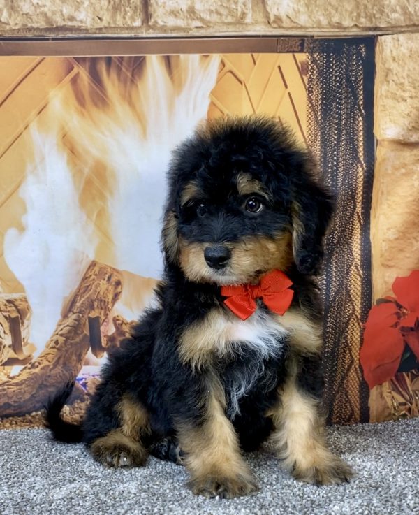 Photo of Mr. Brady the Mini-Bernedoodle puppy