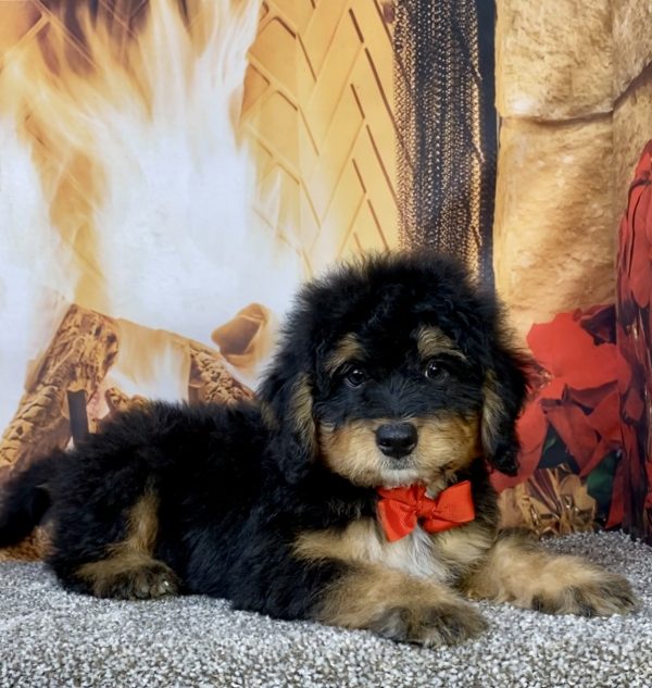 Photo of Mr. Brady the Mini-Bernedoodle puppy