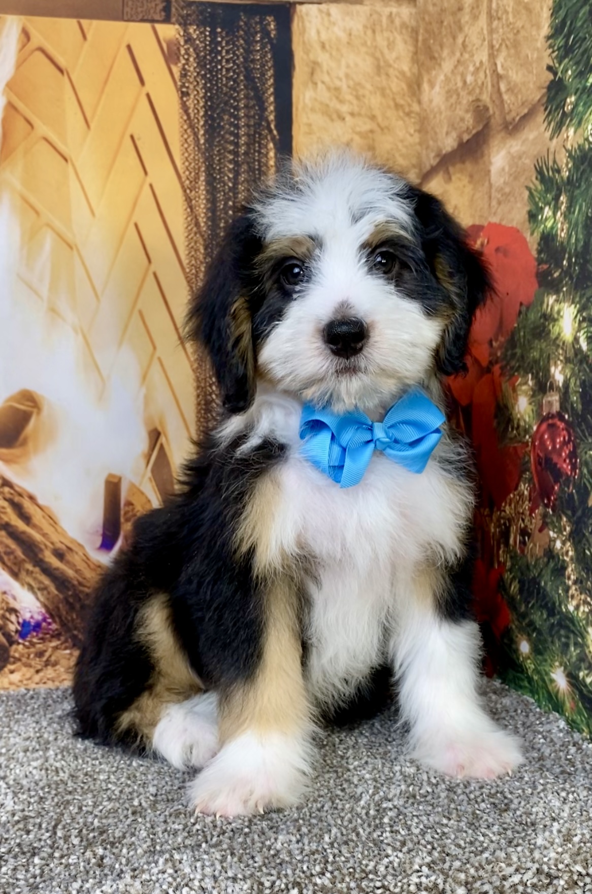 Photo of Mr. Bruce the Mini-Bernedoodle puppy