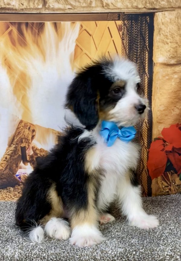 Photo of Mr. Bruce the Mini-Bernedoodle puppy