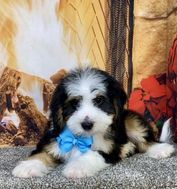 Photo of Mr. Bruce the Mini-Bernedoodle puppy