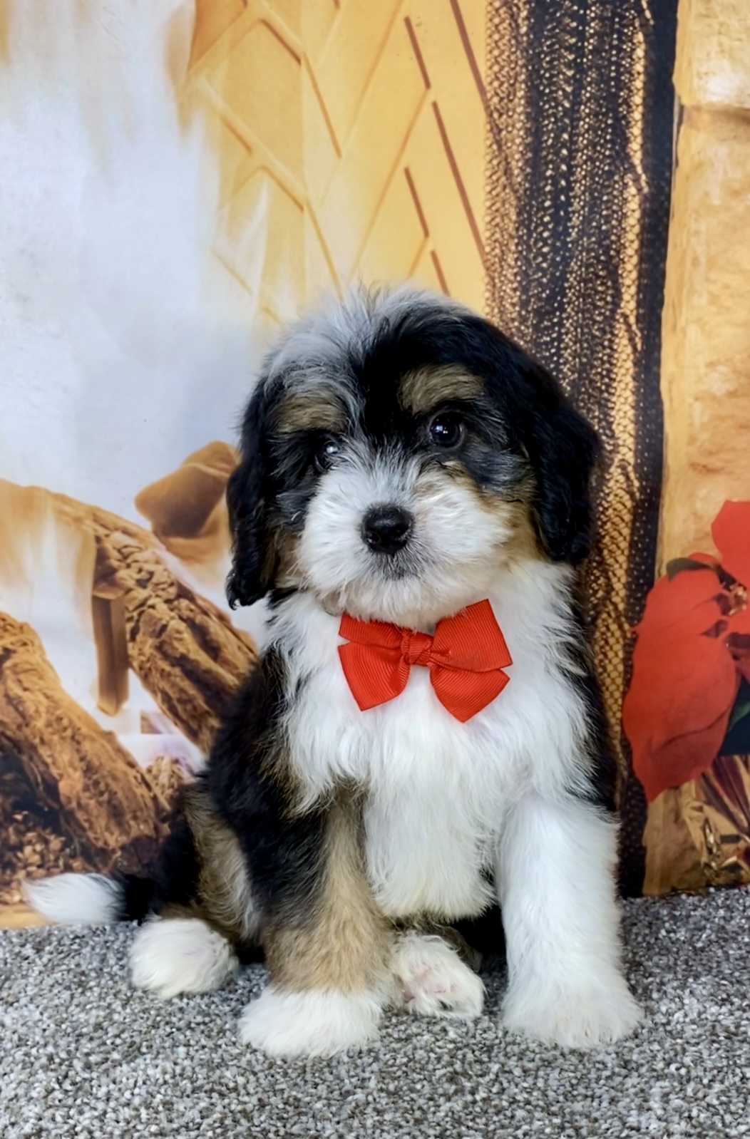 Photo of Mr. Bruiser the Mini-Bernedoodle puppy