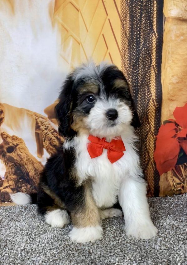 Mr. Bruiser the  Mini-Bernedoodle puppy