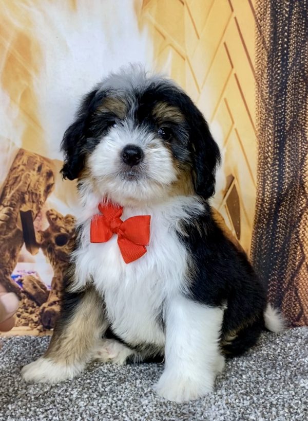 Photo of Mr. Bruiser the Mini-Bernedoodle puppy