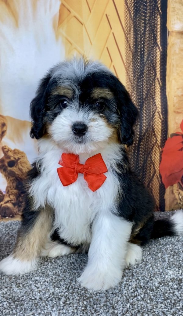 Photo of Mr. Bruiser the Mini-Bernedoodle puppy