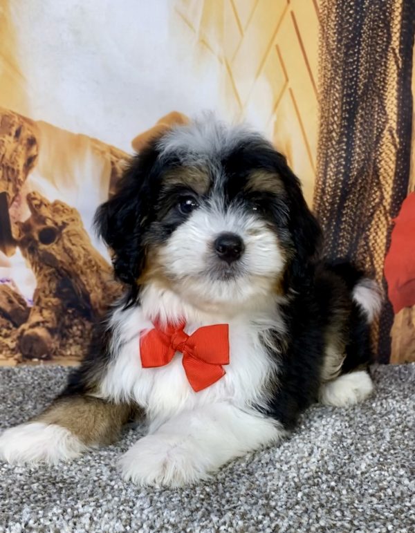 Photo of Mr. Bruiser the Mini-Bernedoodle puppy