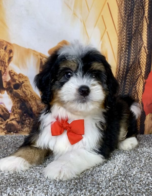Photo of Mr. Bruiser the Mini-Bernedoodle puppy