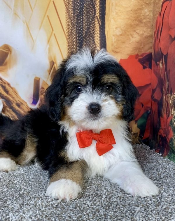 Photo of Mr. Bruiser the Mini-Bernedoodle puppy
